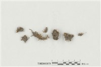 藏品(灰苔屬)的圖片